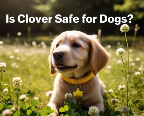 Is Clover Safe for Dogs