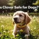 Is Clover Safe for Dogs