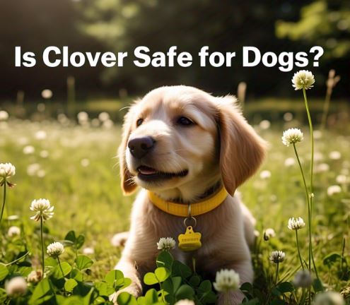 Is Clover Safe for Dogs