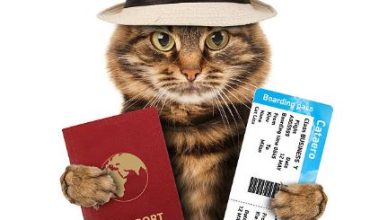 Pet Passport in the UAE