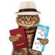 Pet Passport in the UAE