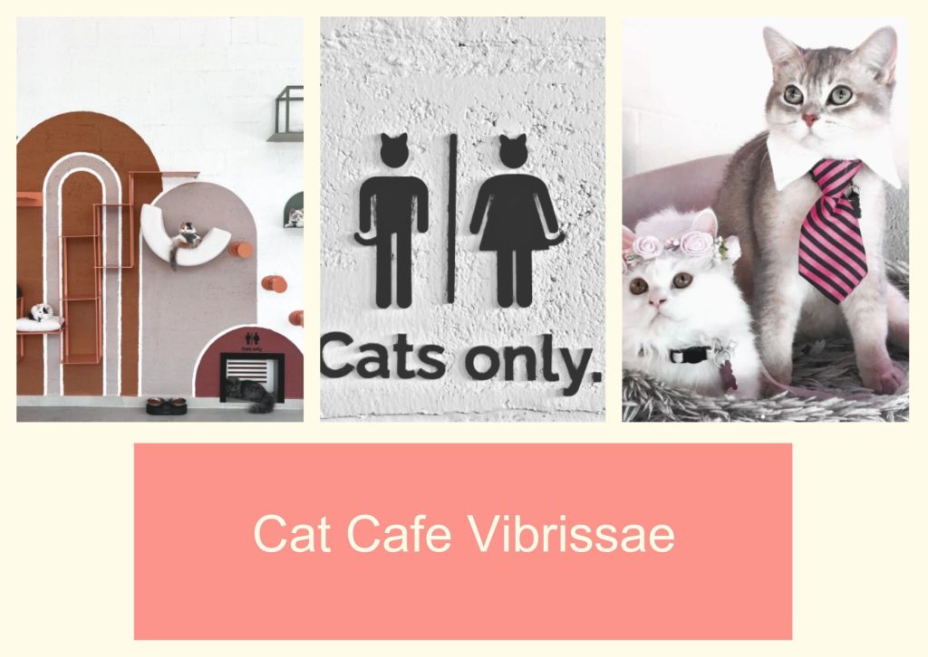 Cat Cafe Vibrissae
