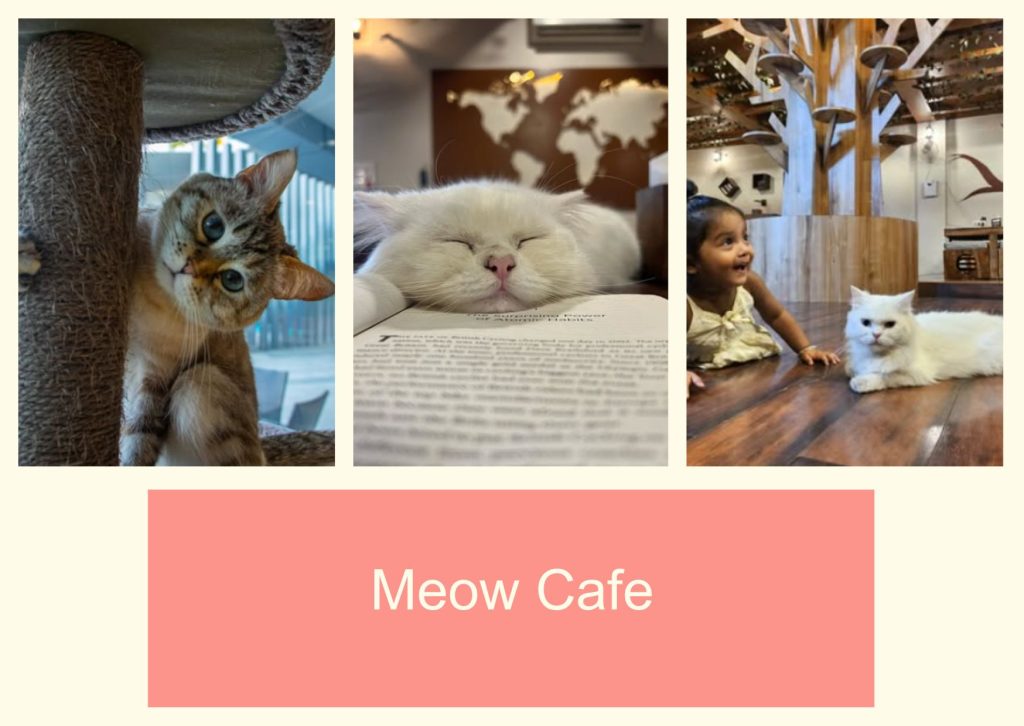 Meow Cafe