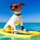 Surfer Dog