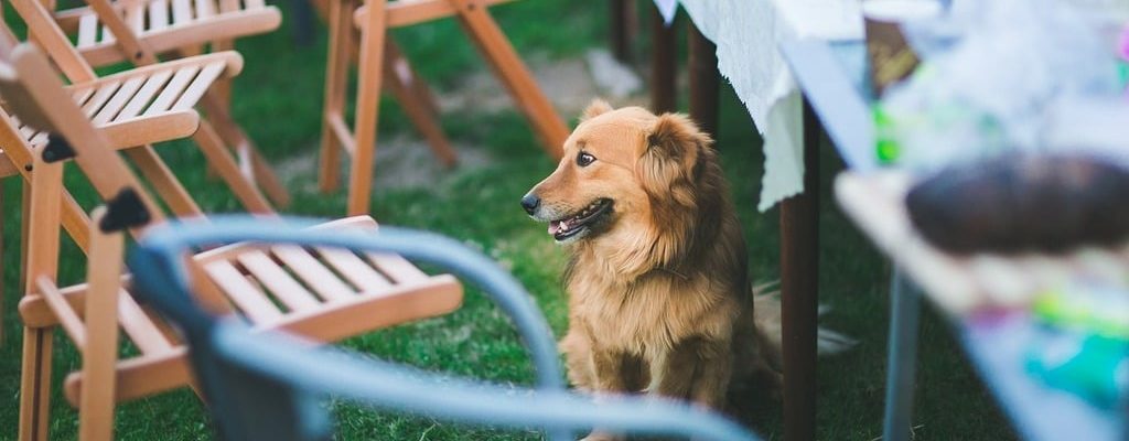 dog-sitting-near-dinning-table