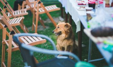 dog-sitting-near-dinning-table