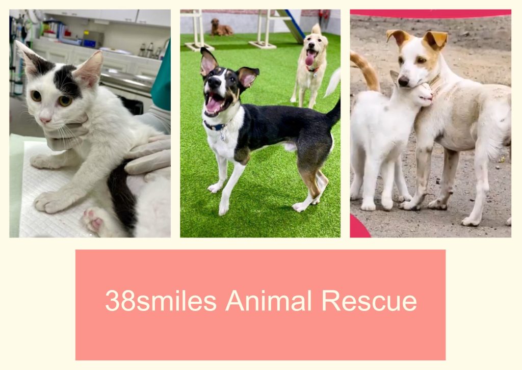 38smiles Animal Rescue