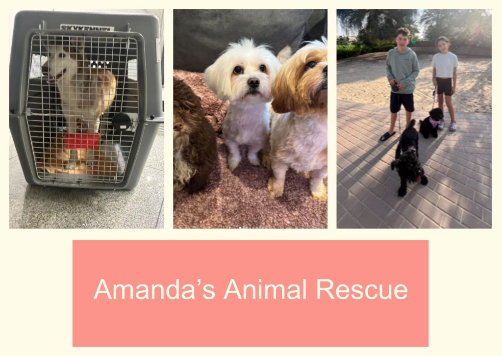 Amanda’s Animal Rescue