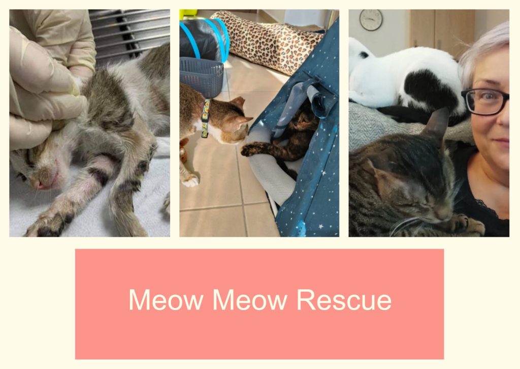 Meow Meow Rescue