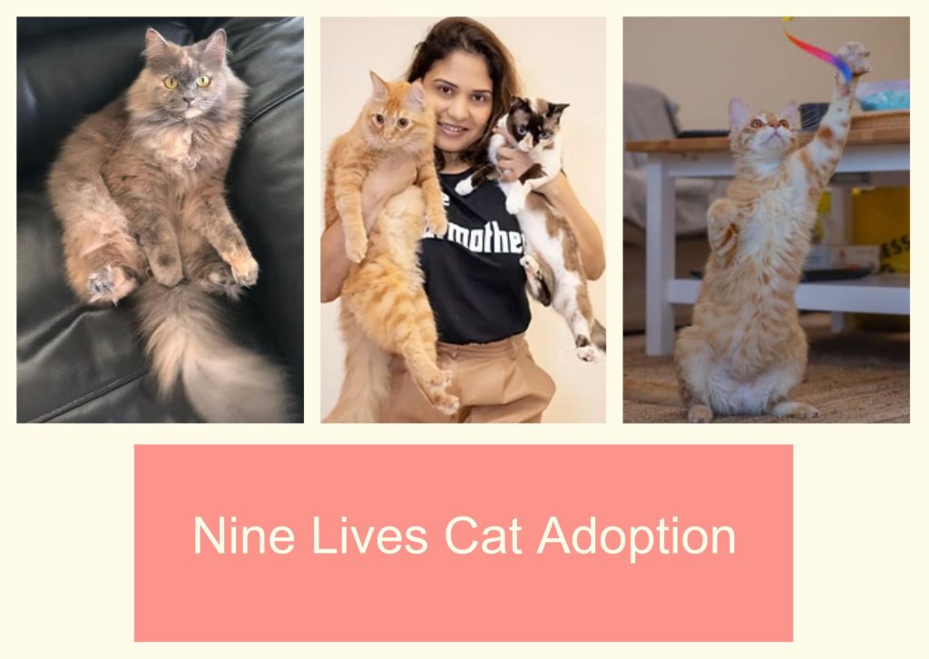 Nine Lives Cat Adoption