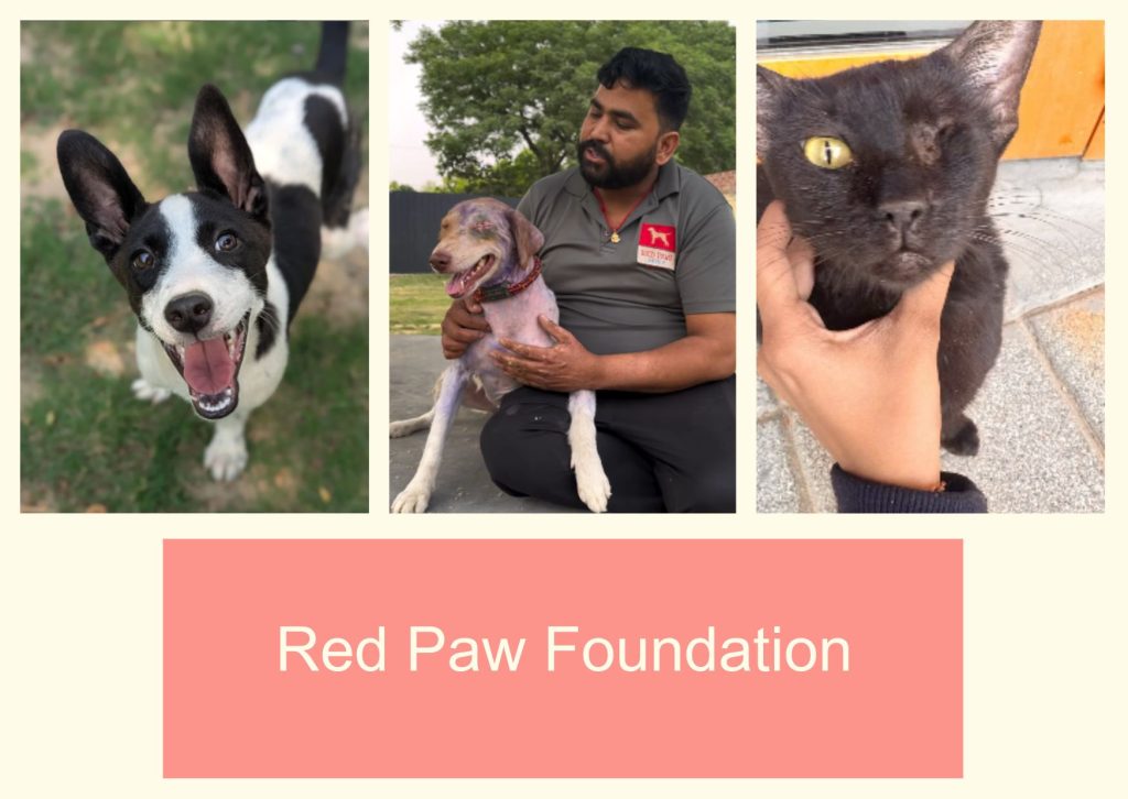 Red Paw Foundation