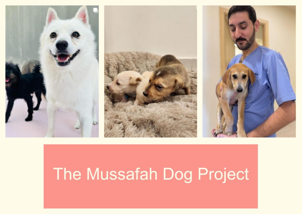 The Mussafah Dog Project