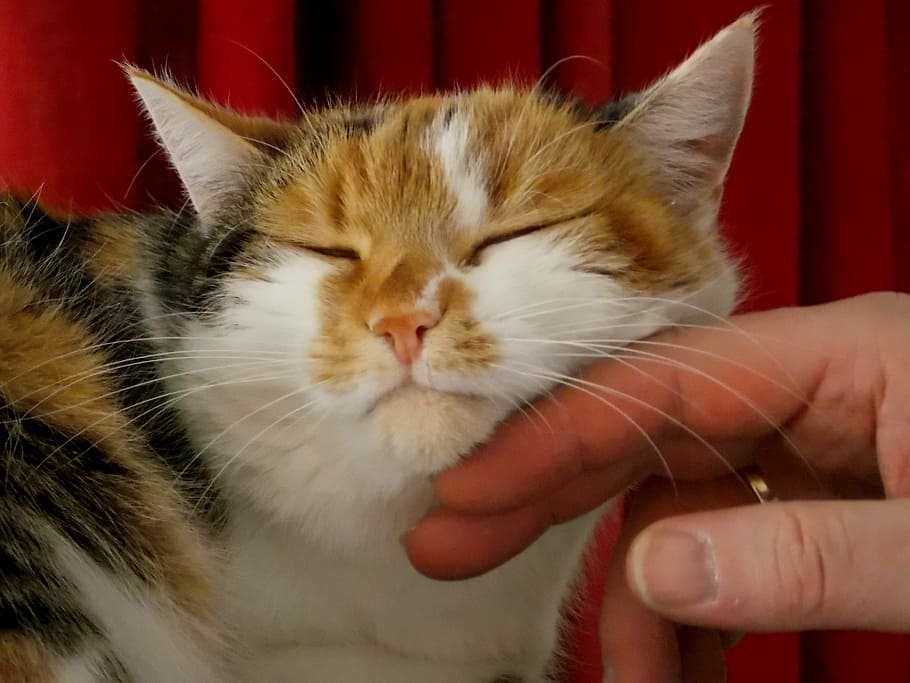 cat-pet-animal