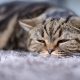 sick cat