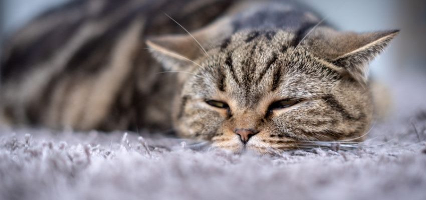 sick cat