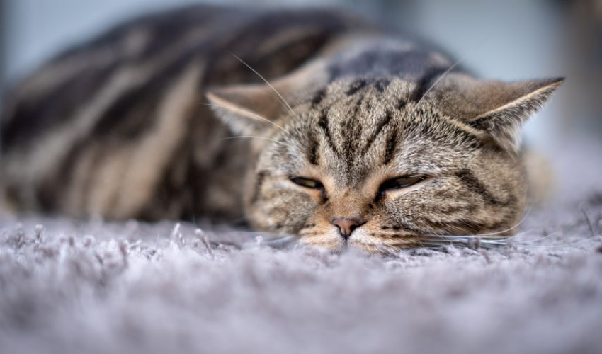 sick cat