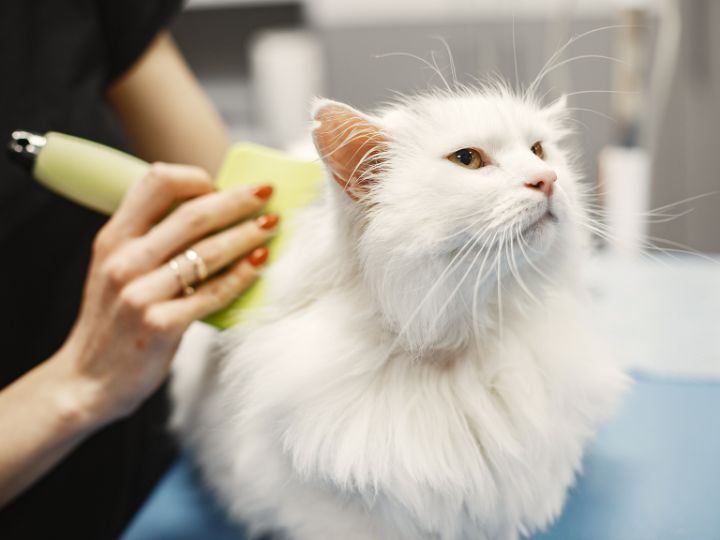 petpulse