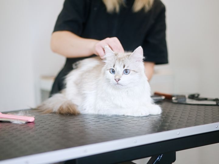 A light-colored cat with blue eyes sitting calmly on a grooming table while a groomer brushes its back