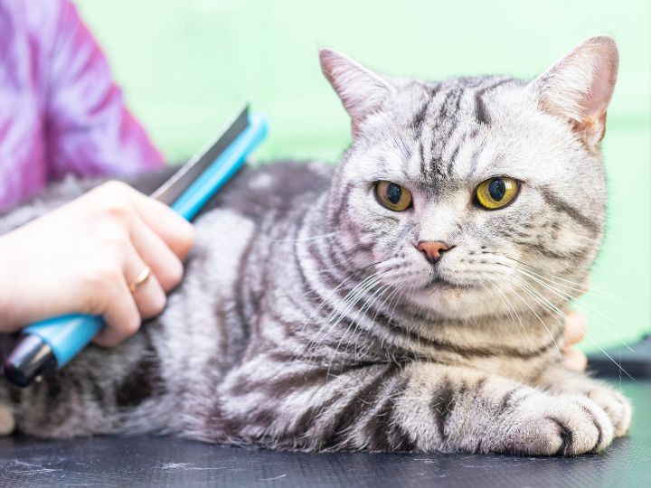 A silver tabby cat with yellow eyes lying on a table while being groomed with a blue brush