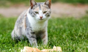 Cat eating bread
