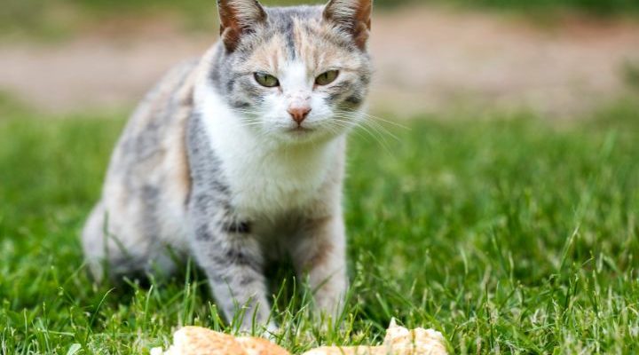 Cat eating bread