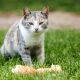 Cat eating bread