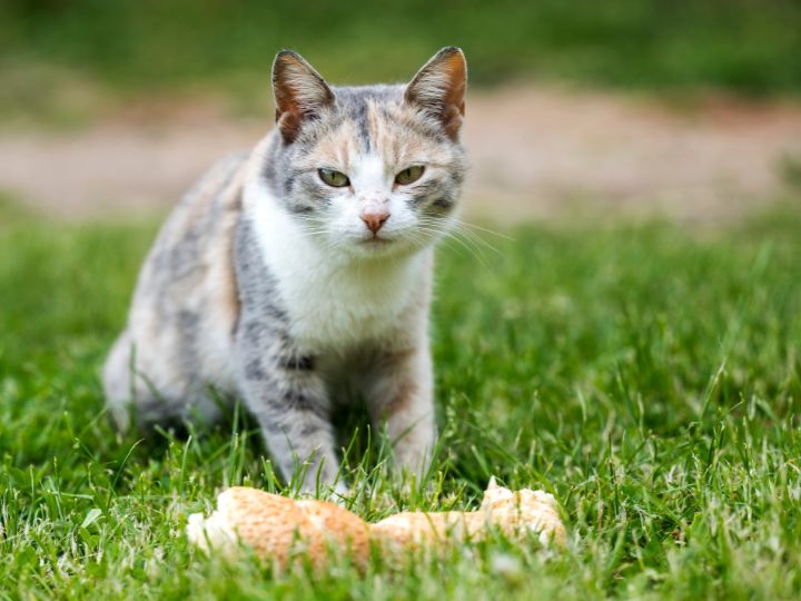 Cat eating bread