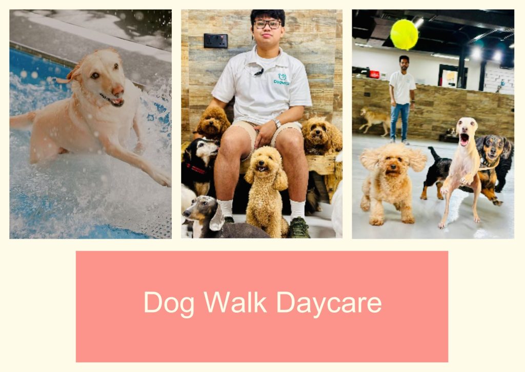 Dog Walk Daycare