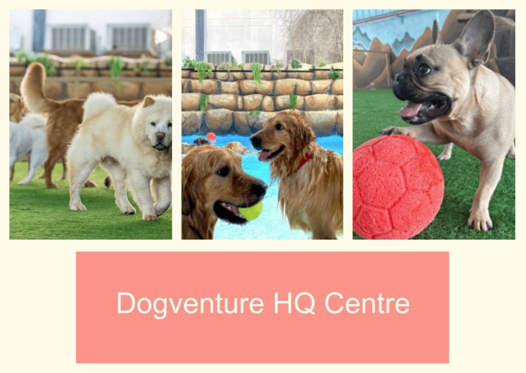 Dogventure HQ Centre