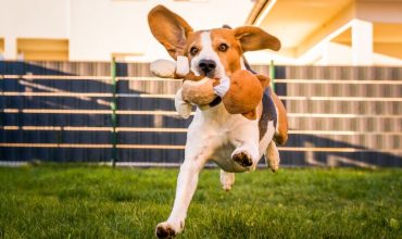 Happy beagle running with a toy in its mouth at an indoor dog park with grassy play area