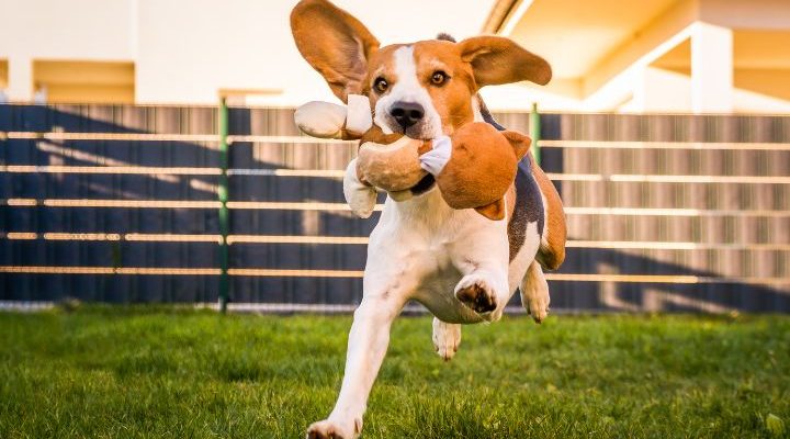Indoor Dog Parks in Dubai