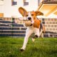 Indoor Dog Parks in Dubai