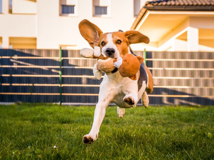 Indoor Dog Parks in Dubai