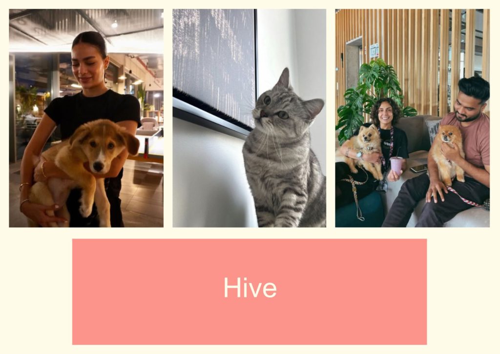 Hive