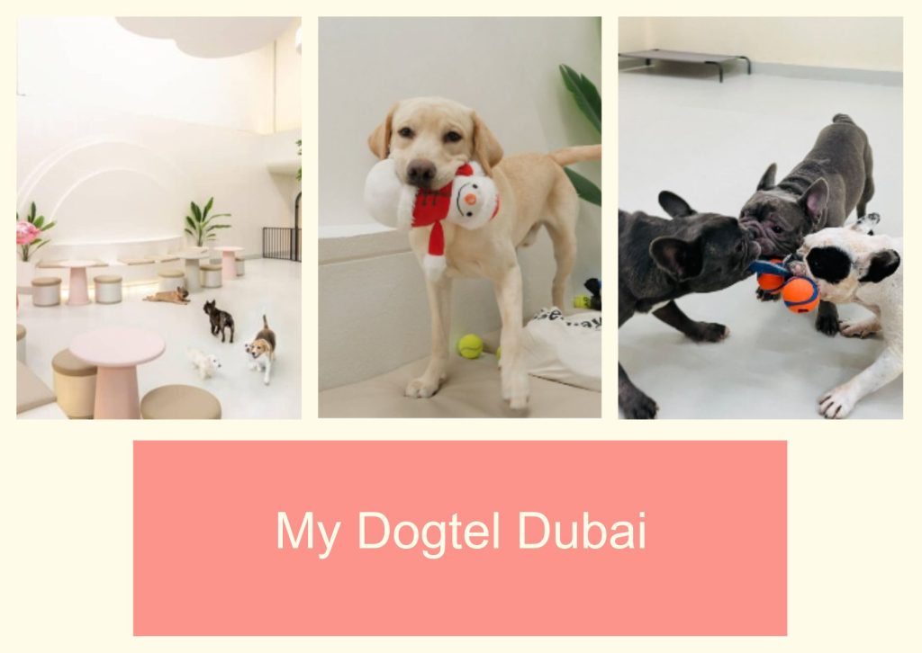 My Dogtel Dubai