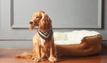 Pet Dog