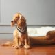 Pet Dog