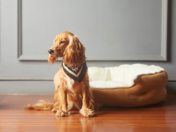 Pet Dog