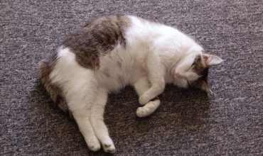 Pregnant cat