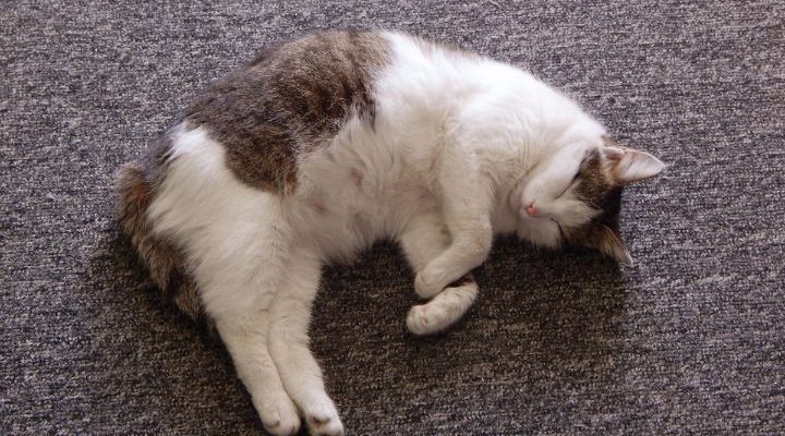 Pregnant cat