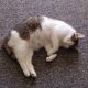 Pregnant cat