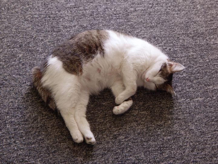 Pregnant cat