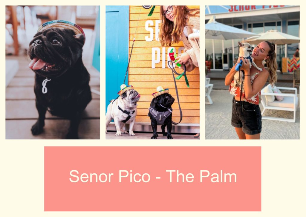 Senor Pico - The Palm