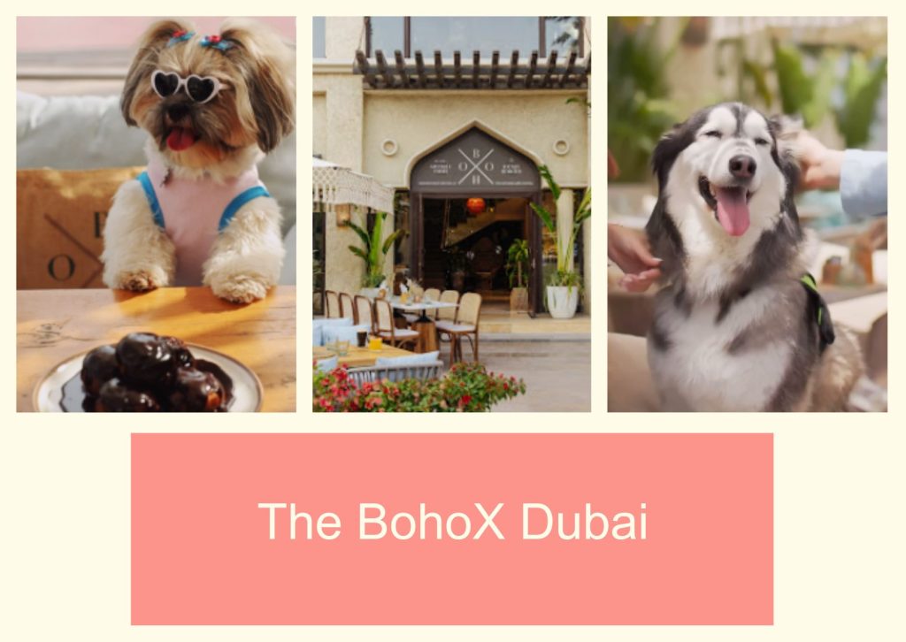 The BohoX Dubai