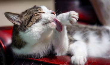 cat-grooming-herself