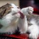 cat-grooming-herself