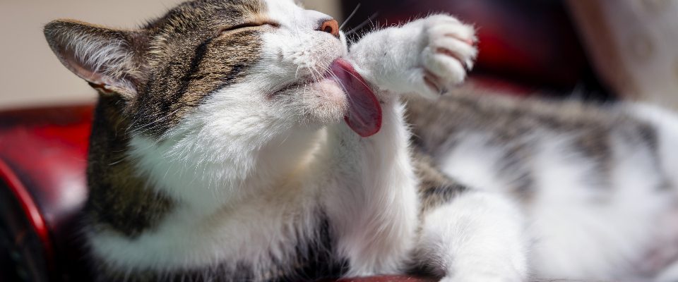 cat-grooming-herself