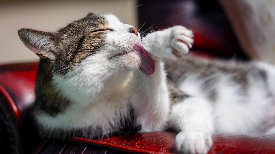 cat-grooming-herself