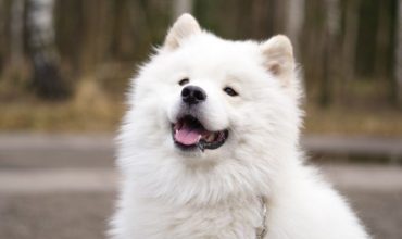 Furry Dog in Close Up