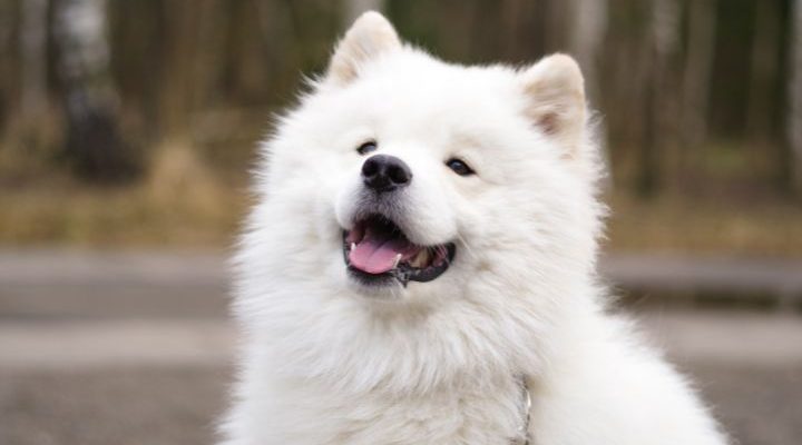 Furry Dog in Close Up